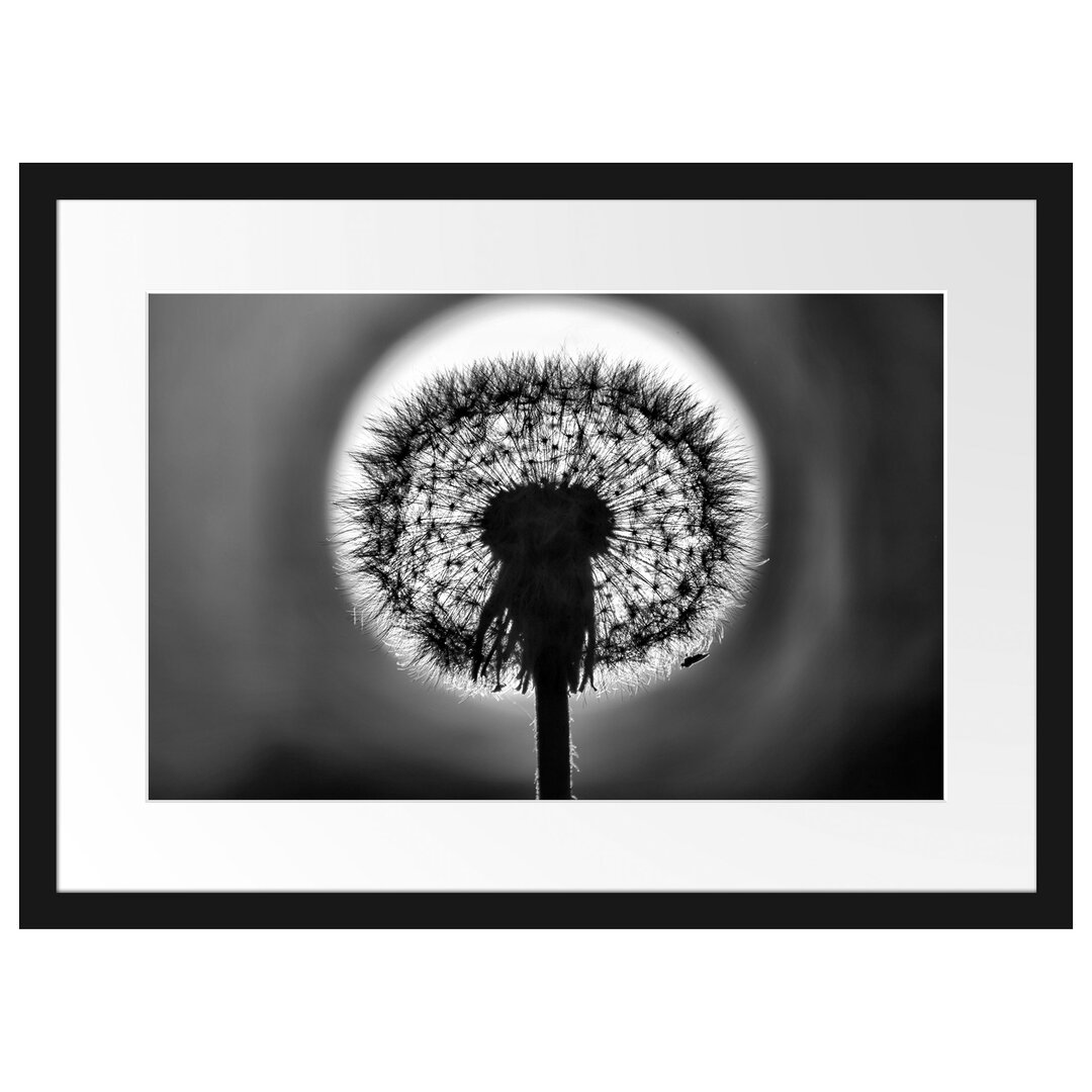 Gerahmtes Poster Pusteblume vor untergehender Sonne