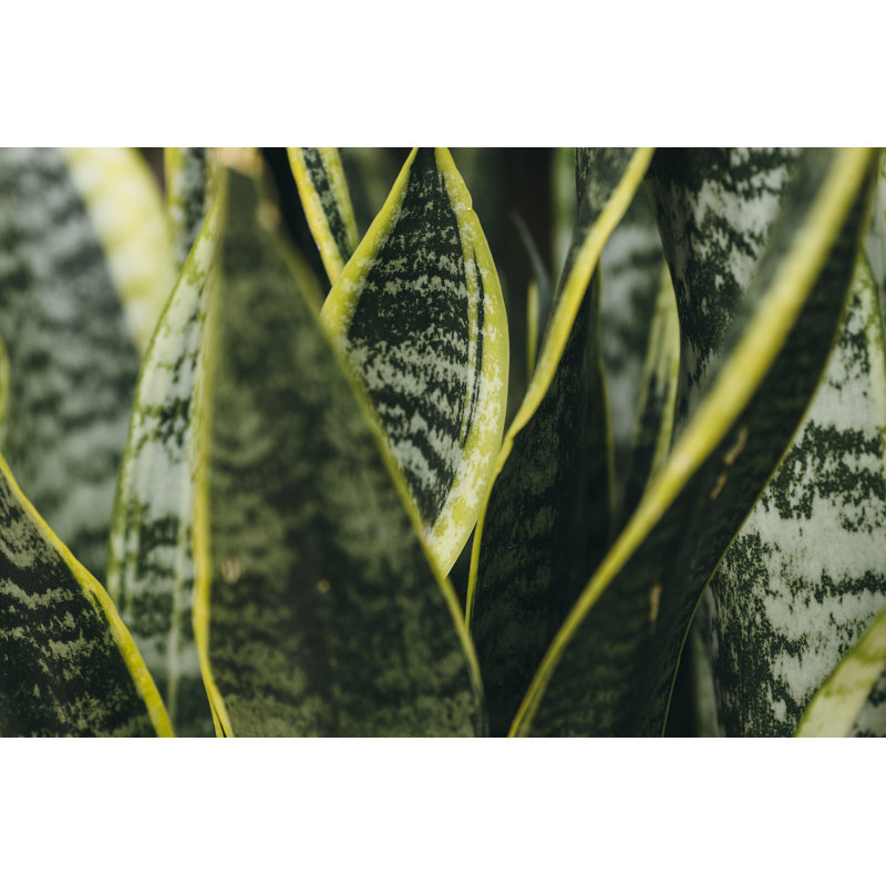 Feuilles tropicales panachées par Erika Parfreova, H 20 po x l 30 po