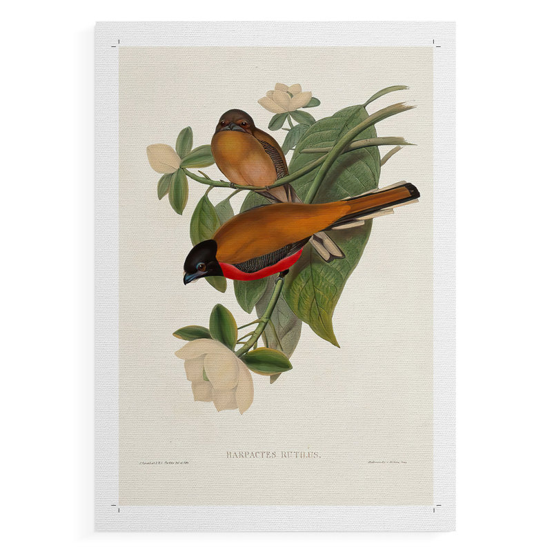 ElegantTrogonsVIII -Canvas Print Only - NOT FRAMED, 18" H x 12" W