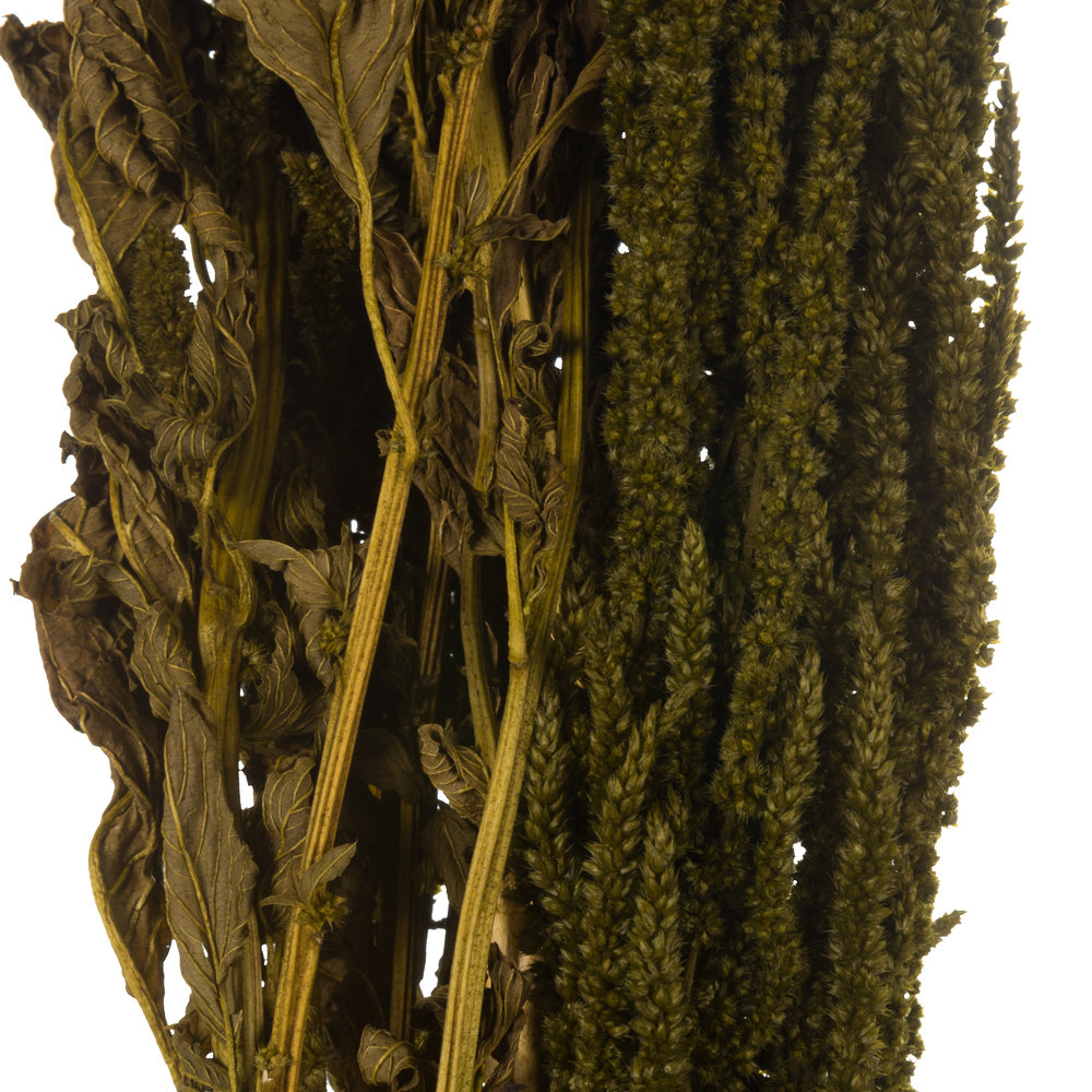 Preserved Amaranthus Stems, Light Green