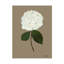 Pressed Hydrangea Set by Sandy Whitaker-721149593-721149592
