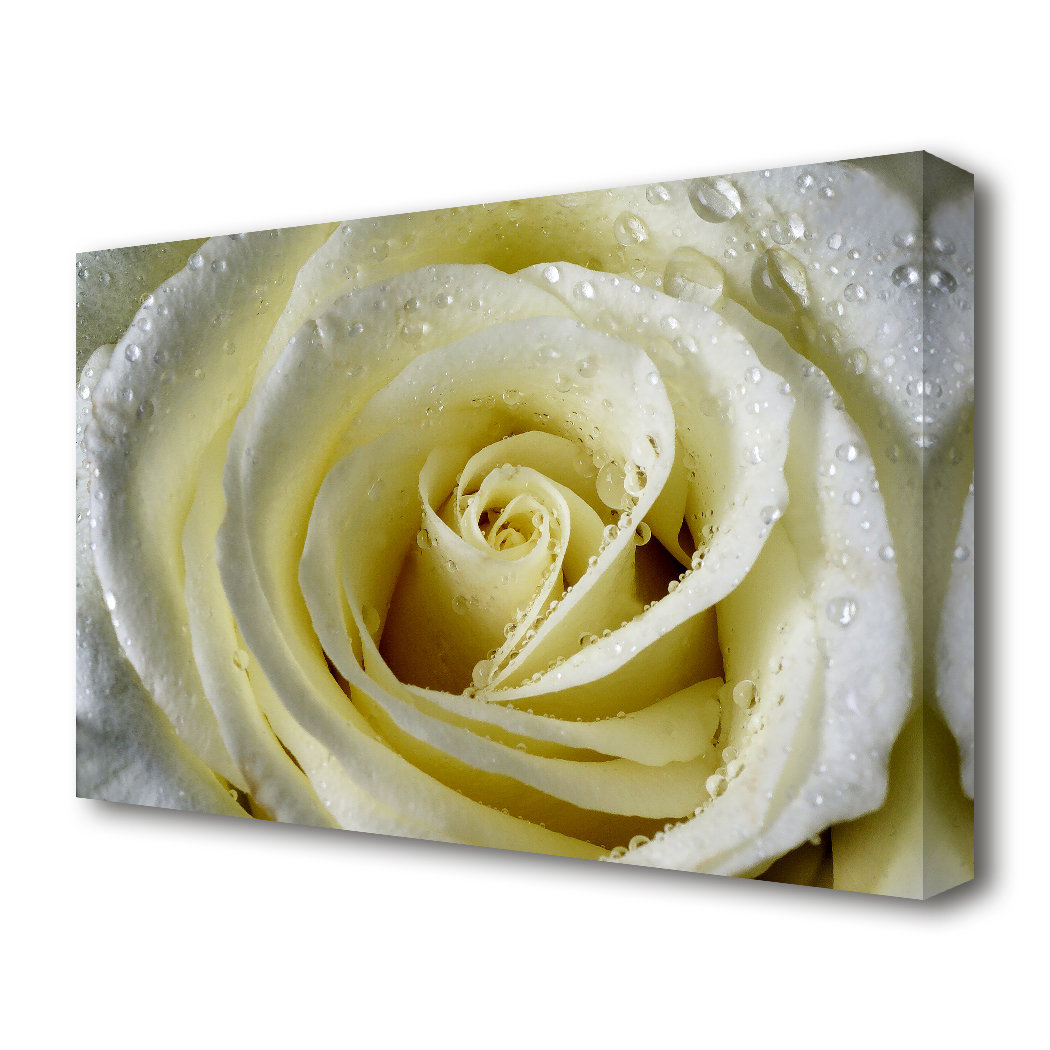 East Urban Home White Rose Petal Dew Flowers Canvas Print Wall Art ...