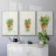 Succulent I, encadré sur toile, 3 pièces-163068307-163068310
