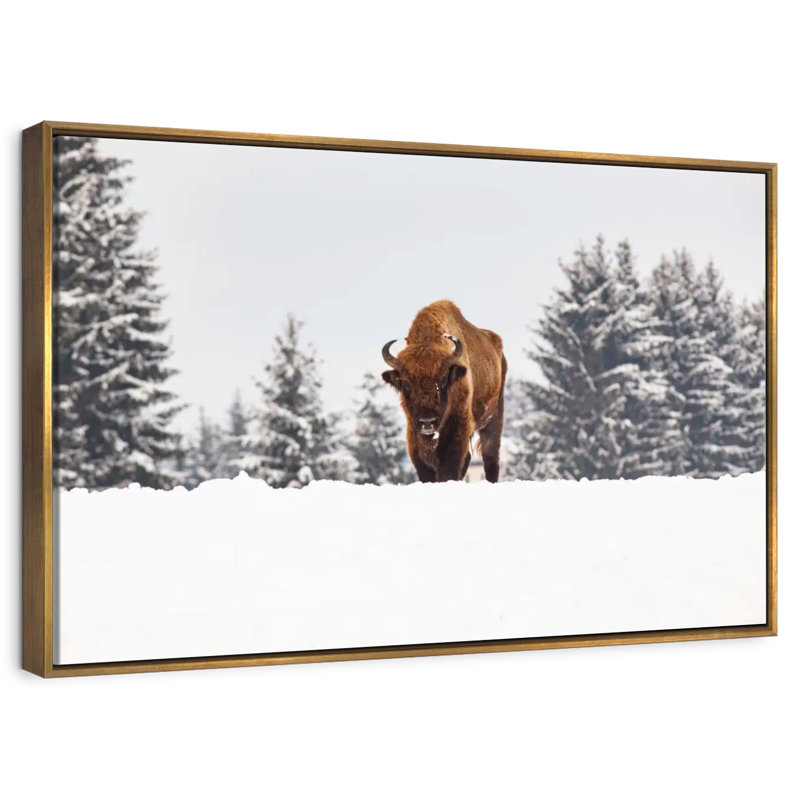 Bison At Winter Fields, Floating Frame Gold, 13" X 9"