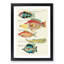 East Indies Fish Illustrations XVII by Louis Renard - Picture Frame Graphic Art Print-55537346-55537347