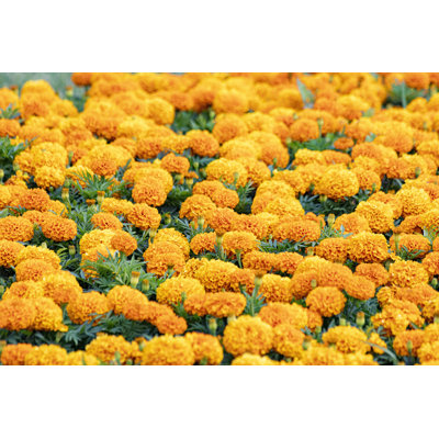 " Common Marigold, Calendula Officinalis "