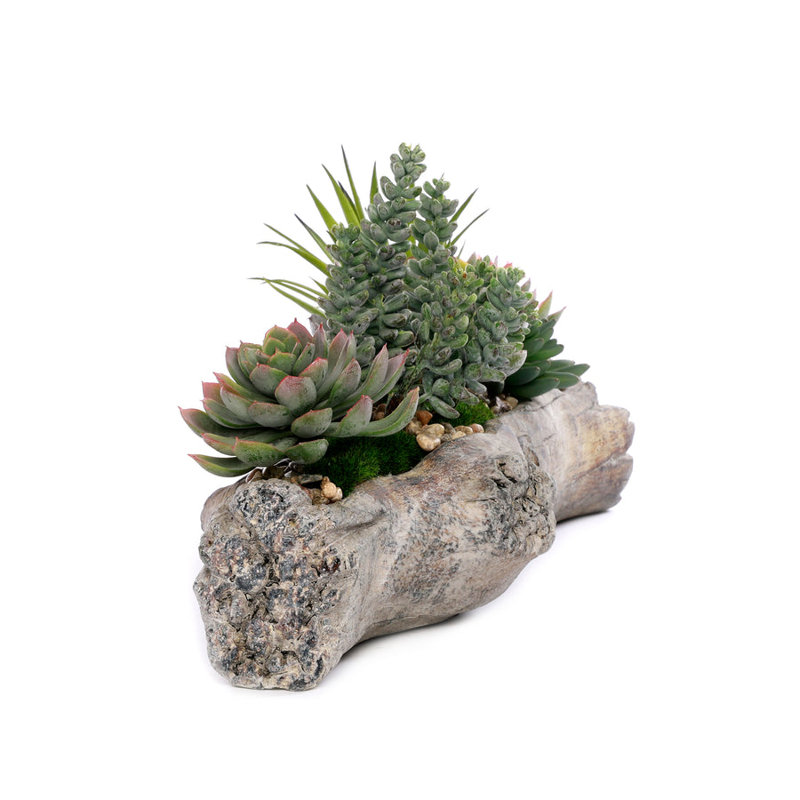 Succulent Plant in Cement Log