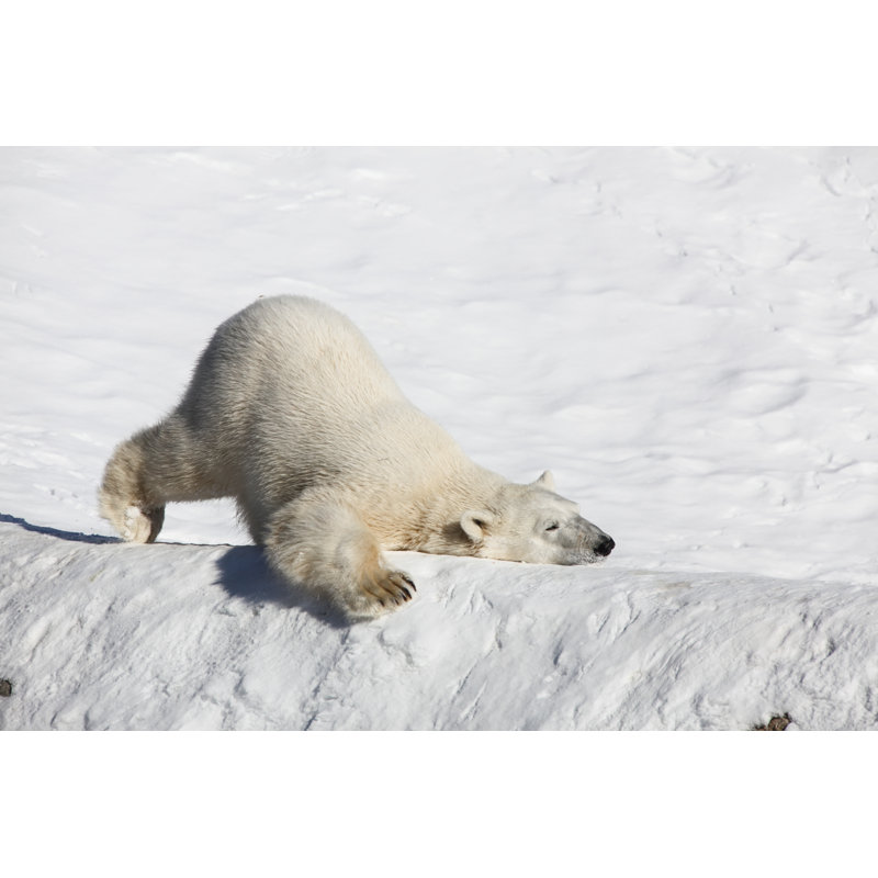 Polar Bear Close Up by SeppFriedhuber - No Frame Art Prints on Canvas, 20cm H x 30cm W