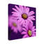 Art sur toile «Plum Daises III»-1452676822