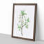 Plum Tree Flowers by Pierre-Joseph Redoute - Picture Frame Painting Print-55601107-55601104