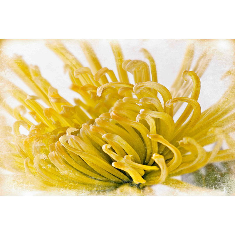Chrysanthemum 1 Piece Wrapped Canvas Wall Art, 51 cm H x 76 cm W