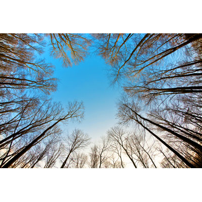 Crown Of Trees - Wrapped Canvas Print