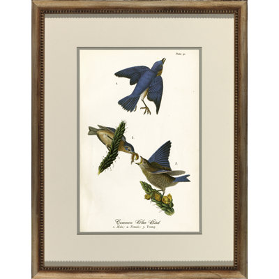 Common Blue Bird Print