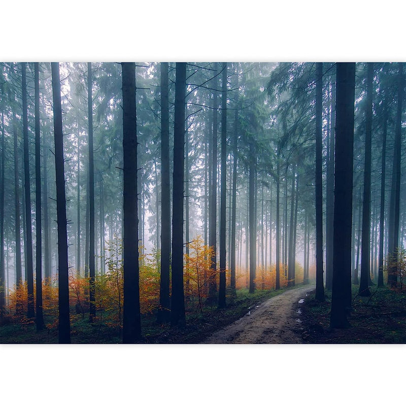 Murale Misty Trail in Dark Forest, L 100 po x l 144 po