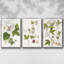 «Passion Flower Trio I», ensemble de 3 toiles encadrées-97709351-97709347