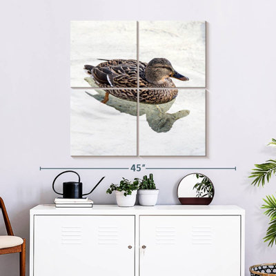 Canard colvert Brampt femelle