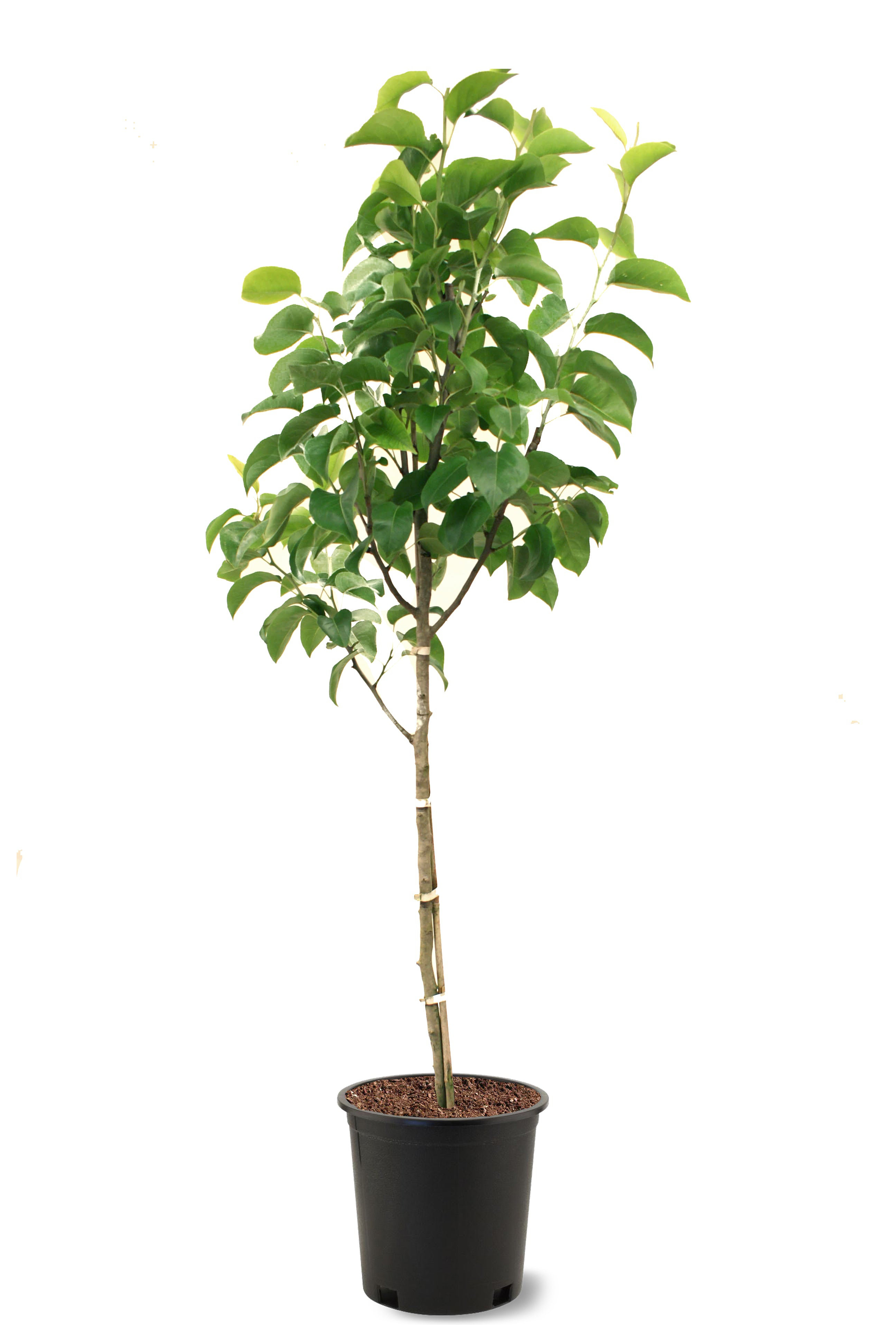 American Plant Exchange Live Fruit Tree Shinseiki Pear, 5Gallon Pot