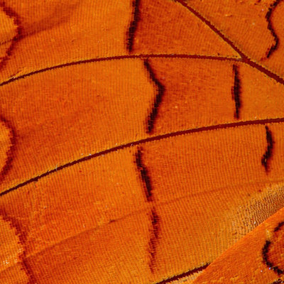 Andreana Butterfly Wing - Wrapped Canvas Print