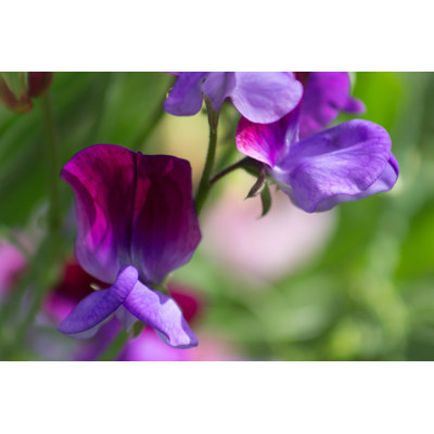 " Sweet Pea Flowers "