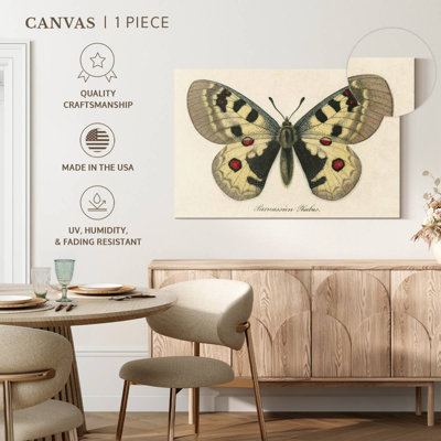 Brampt natures papillon III