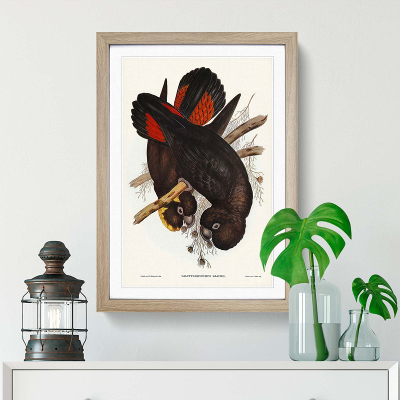 Leach's Cockatoo by Elizabeth Gould - Picture Frame Painting Print, Oak Framed, 36cm H x 27cm W x 2cm D