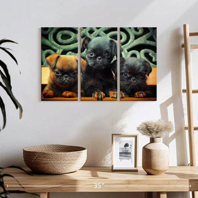 Griffon Puppies