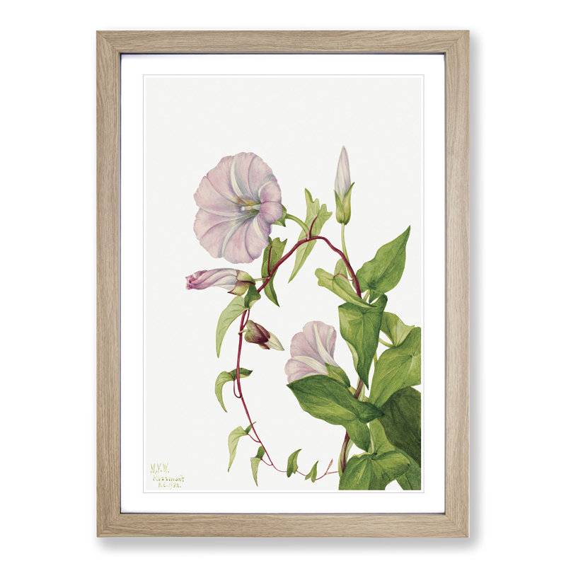 Hedge Bindweed by Mary Vaux Walcott - Picture Frame Painting, 48cm H x 36cm W x 2cm D, Oak Framed