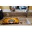 Tapis de séchage tzu halloween shih