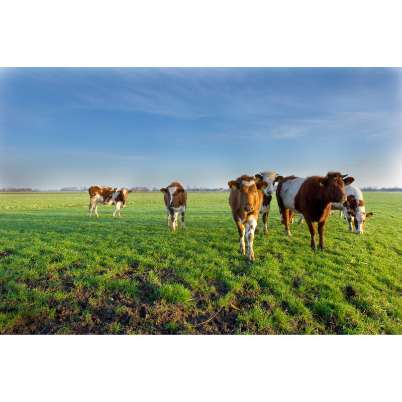 Curious Cows by Double_p - No Frame Print on Canvas