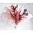 17'' Pampas Grass Plant