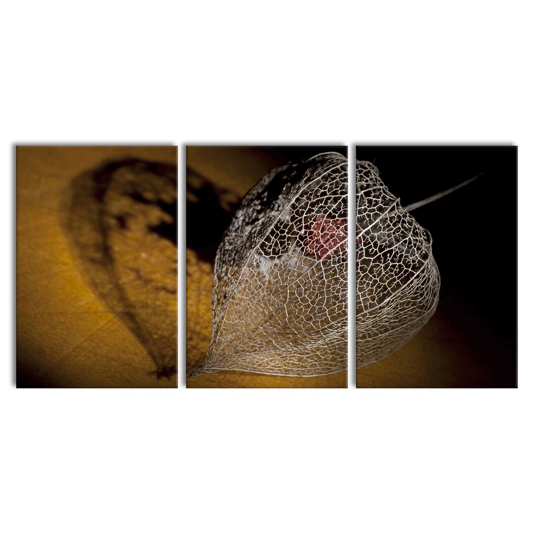 3-tlg. Leinwandbilder-Set Schatten einer Physalis