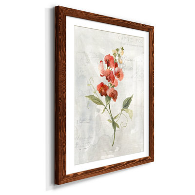 " Linen Sweet Pea "
