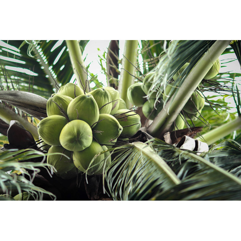 Green Coconut At Tree by F3rd14n - Wrapped Canvas Print, 81cm H x 122cm W