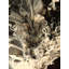 ORCHID Print by Will Birdwell-65850574-65825662