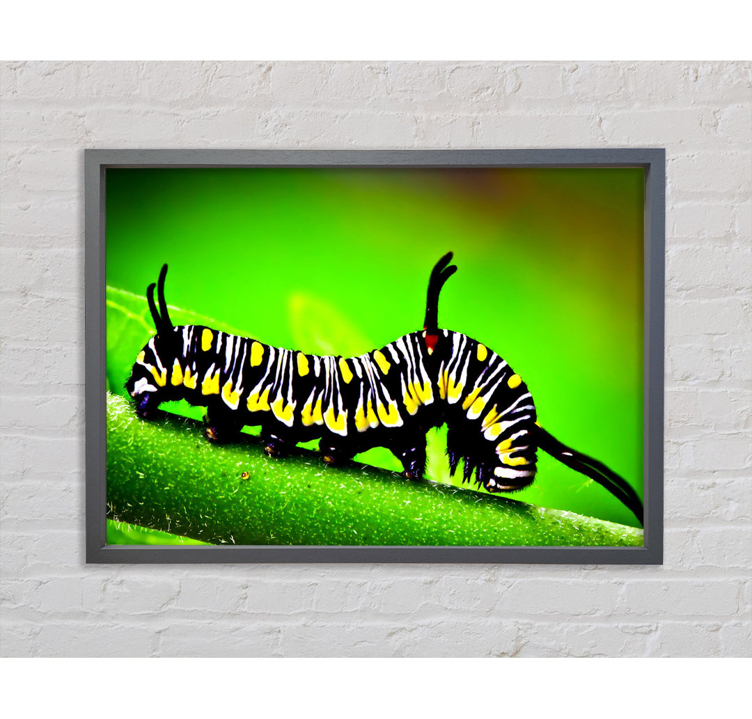 Caterpillar Macro - Einzelner Bilderrahmen Kunstdrucke auf Leinwand