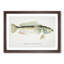 Illustration of a Blue Cod Fish by F.E. Clarke - Picture Frame Painting Print-55579208-55579212