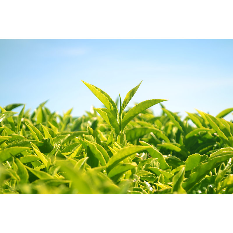 Green Tea Leaves by Focusphotoart - Print, 60cm H x 90cm W