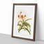 Magnolia Flowers Illustration Tab.62 by Frederick Sander - Picture Frame Art Print-55760654-55760660