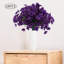Tiges Delphinium