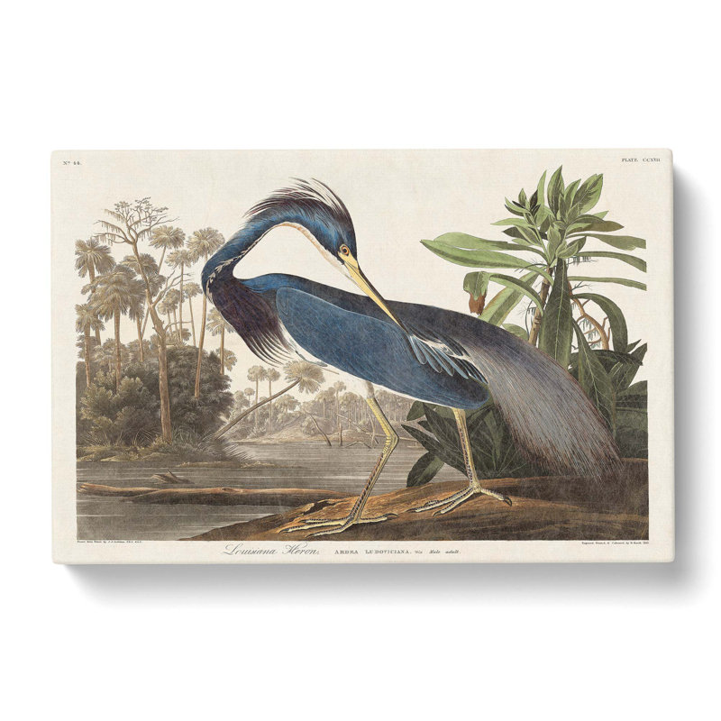 Louisiana Heron - Wrapped Canvas Print, 50cm H x 76cm W x 3cm D
