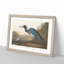 Blue Heron by John James Audubon - Picture Frame Art Print on MDF-55545464-55545462