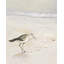 Imprimé Semipalmated Sandpiper Beach | Cadre encadré