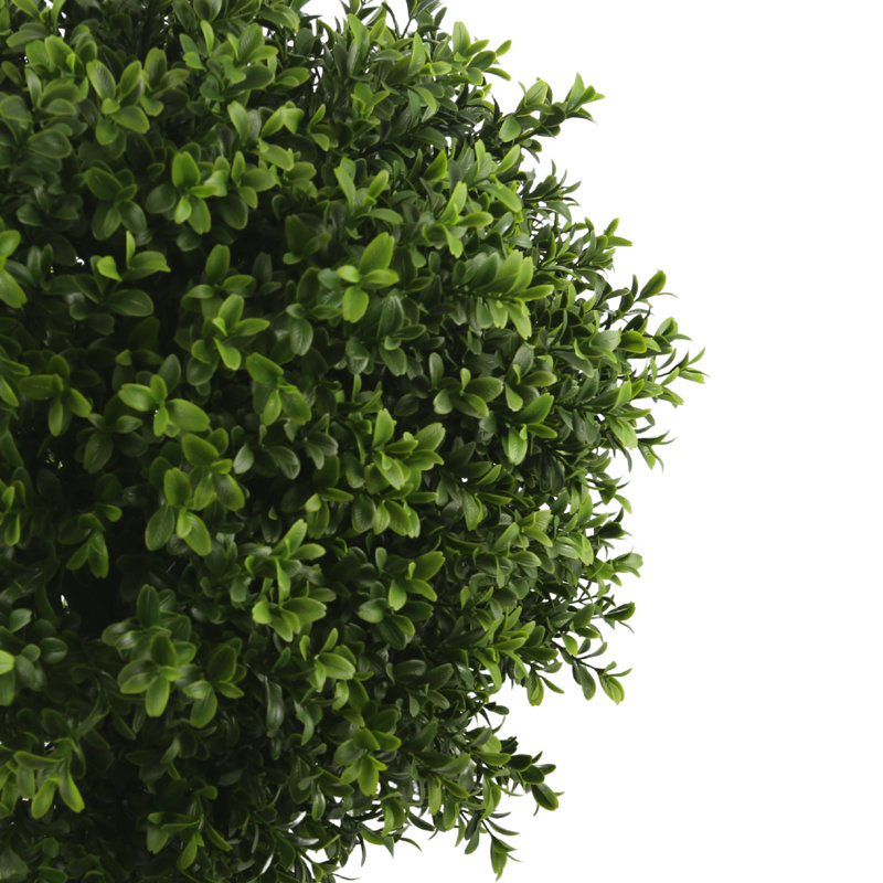 Ball-Shaped Boxwood Topiary In Plastic Liner