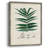 Collected Ferns IX Framed Print - Solid Wood 2775369