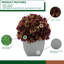 Arrangement d'hortensias en prune-1553681580-1488260805