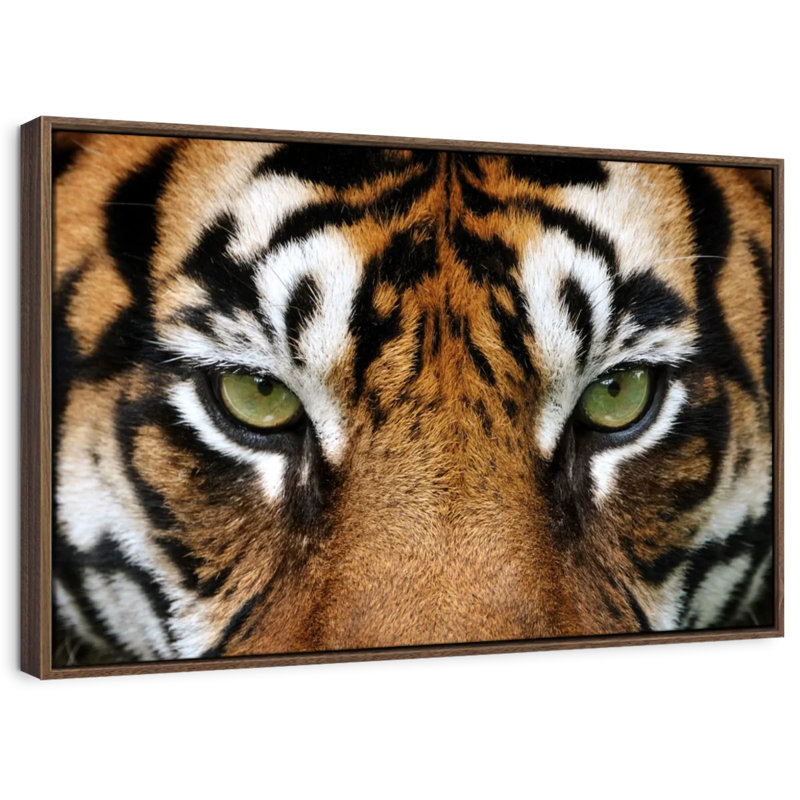 Brampt regard d'un tigre, H 29 po x l 43 po