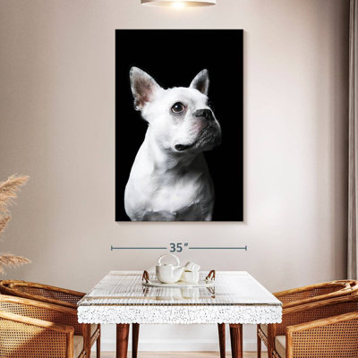 Bouledogue français blanc Brampt