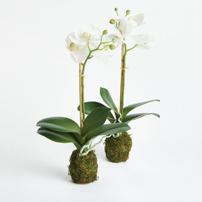 Ensemble de 2 orchidées PHALAENOPSIS