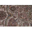 Tapis traditionnel turc 9 x 12