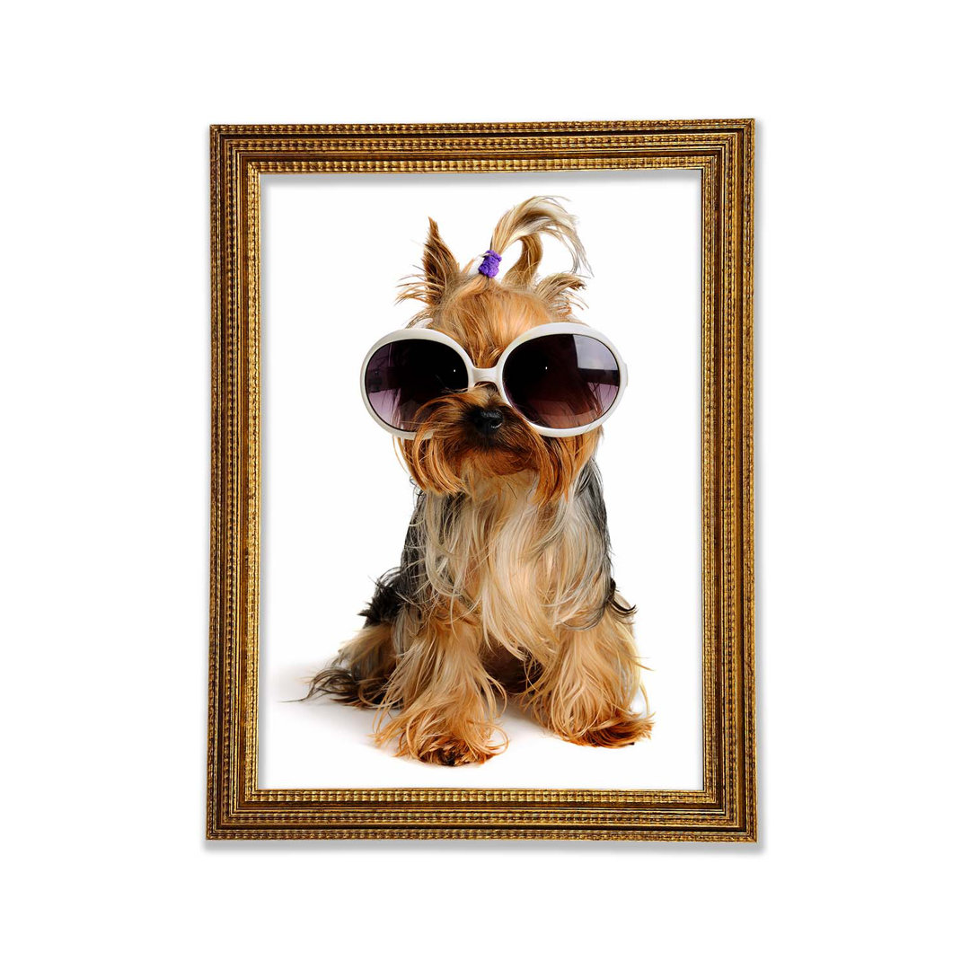 Yorkshire Terrier Hund Glamour - Druck